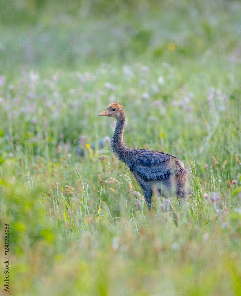 The common crane - juvenile bird at a wetland on the early summer morning fog The common crane - juvenile bird at a wetland on the early summer morning fog
