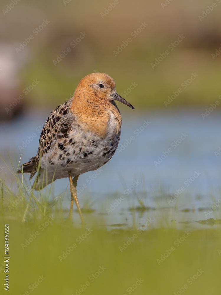 Ruff - male bird at a wetland on the mating season in spring Ruff - male bird at a wetland on the mating season in spring