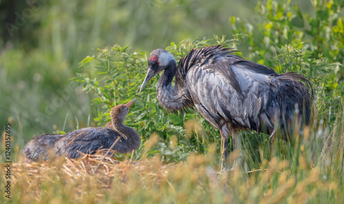 Photos The common crane - male bird with two juvenile at a wetland in summer