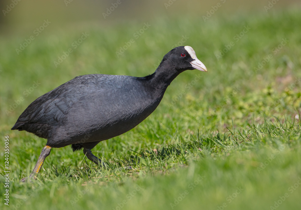Eurasian coot - adult bird in spring Eurasian coot - adult bird in spring