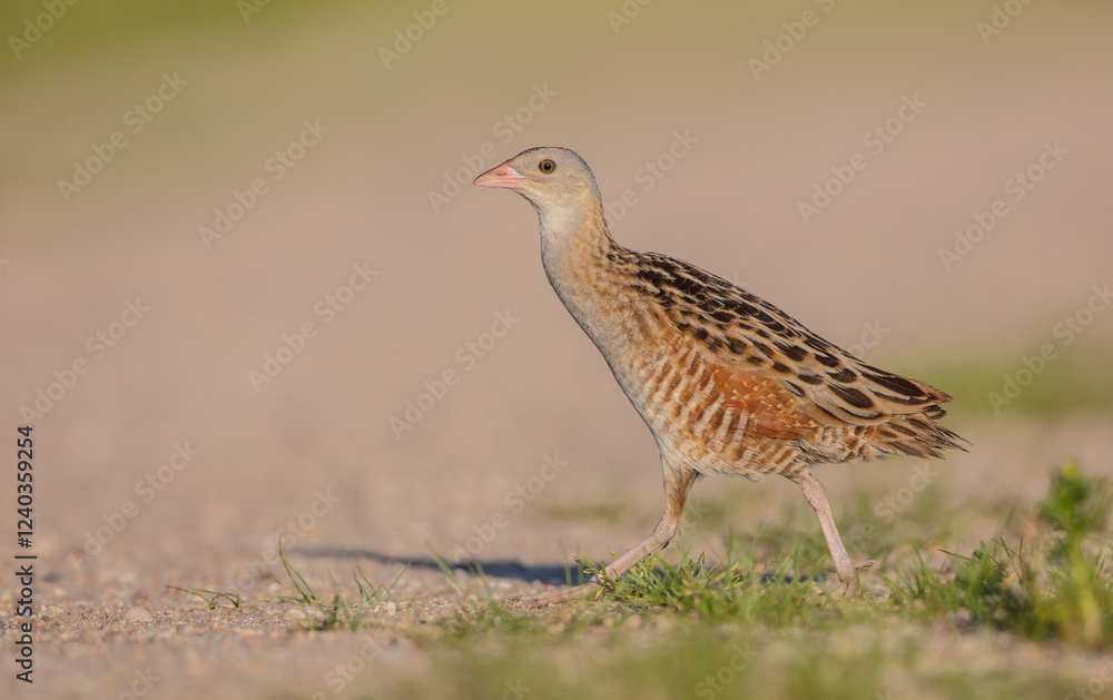 Corn crake - male bird at a meadow in the beginning of the summer Corn crake - male bird at a meadow in the beginning of the summer