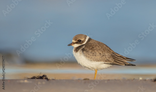 Great Ringed Plover - on the autumn migration way on the  sea shore photo