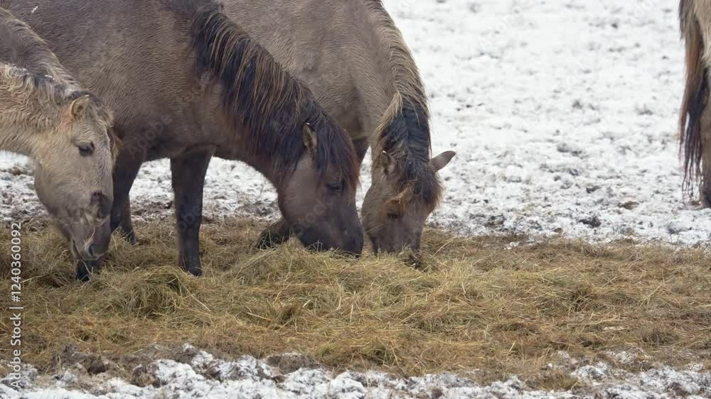Wild horses eating chaff in snowy fields Wild horses eating chaff in snowy fields