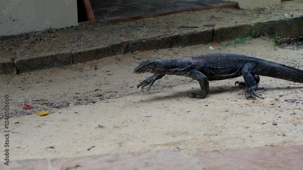Water Monitor Lizard Walking on Beach Water Monitor Lizard Walking on Beach