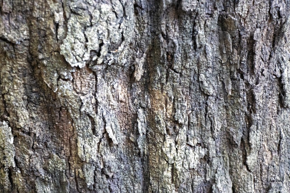 grey dry tree bark texture and background, nature concept, backdrop for design, wallpaper grey dry tree bark texture and background, nature concept, backdrop for design, wallpaper