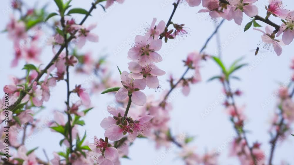 Beautiful cherry blossoms bloom in a serene garden during early spring Beautiful cherry blossoms bloom in a serene garden during early spring