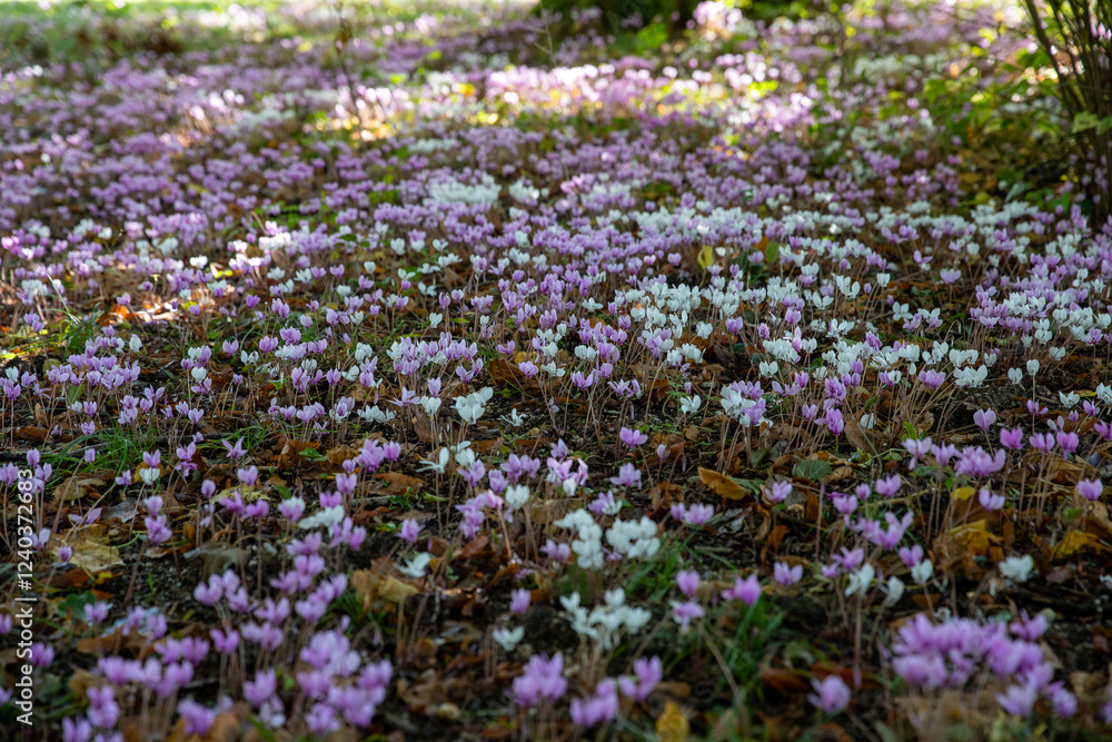 custom made wallpaper toronto digitalCyclamen à fleurs roses et blanches dans un sous-bois. Abondance de fleurs qui poussent à l'état sauvage.