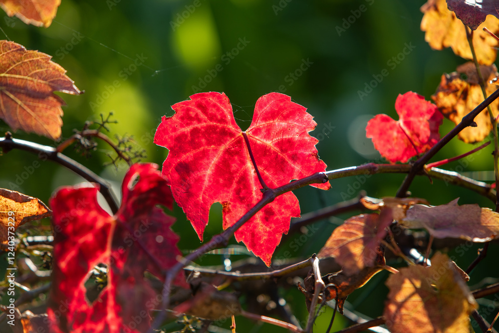 Vigne d'automne aux feuilles rouges, lumière chaude jaune rougeâtre au coucher du soleil. Feuille en contrejour, nervure en transparence. Vigne d'automne aux feuilles rouges, lumière chaude jaune rougeâtre au coucher du soleil. Feuille en contrejour, nervure en transparence.