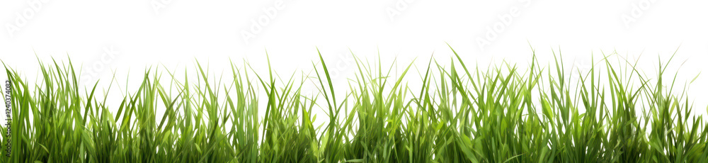 PNG Tall green grass border background vegetation landscape. PNG Tall green grass border background vegetation landscape.