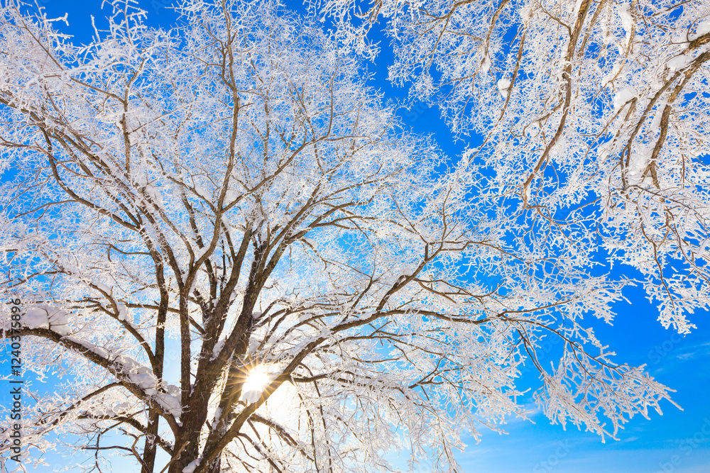 trees with hoarfrost and blue sky trees with hoarfrost and blue sky