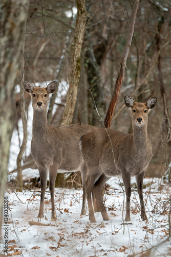 雪の中で出会ったシカ 長野県蓼科にて02 photo