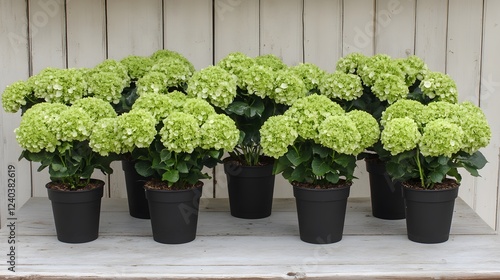Lime Green Hydrangea Plants in Black Pots Garden Decor