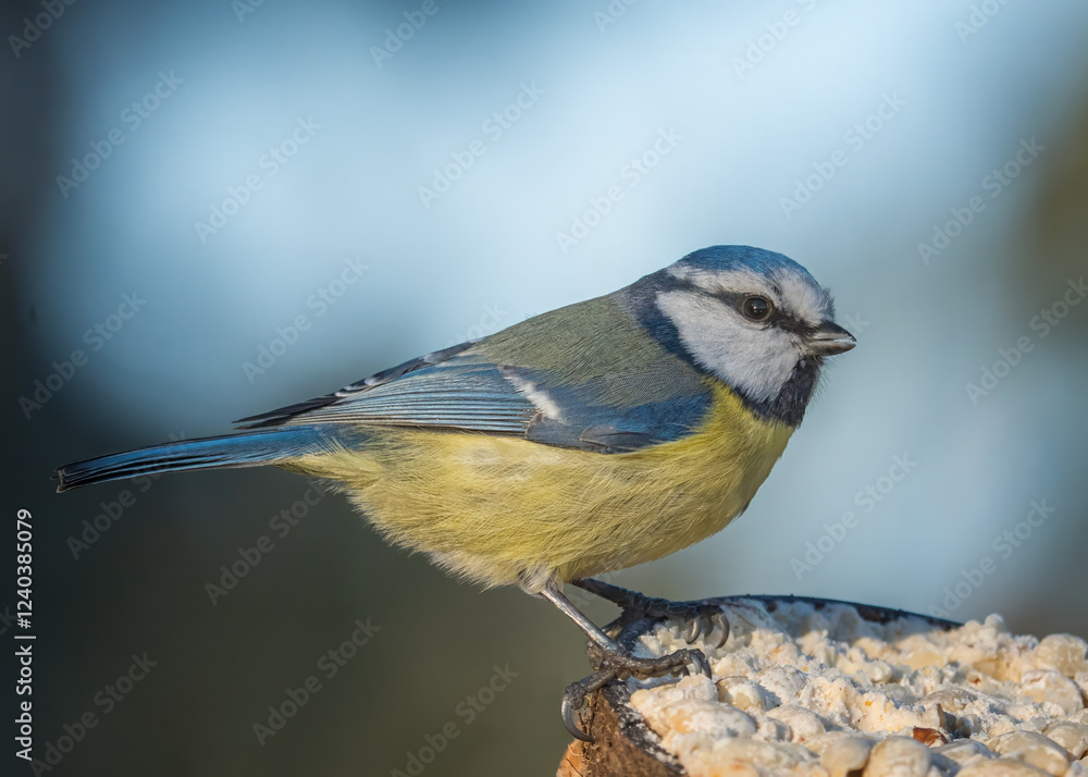 Obraz premium Blue tit