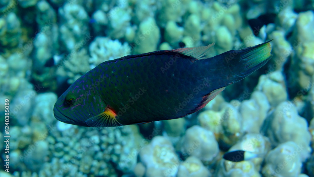 Bandcheek wrasse or cheeklined wrasse (Oxycheilinus digramma) undersea, Red Sea, Egypt, Sharm El Sheikh, Montazah Bay Bandcheek wrasse or cheeklined wrasse (Oxycheilinus digramma) undersea, Red Sea, Egypt, Sharm El Sheikh, Montazah Bay