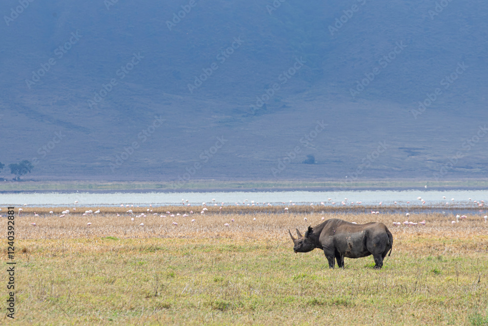 Fototapeta premium Scenic view of Black Rhino (rhinoceros) walking in the savannah. It is a rare threatened species in Ngorongoro Conservation Area in Tanzania, East Africa