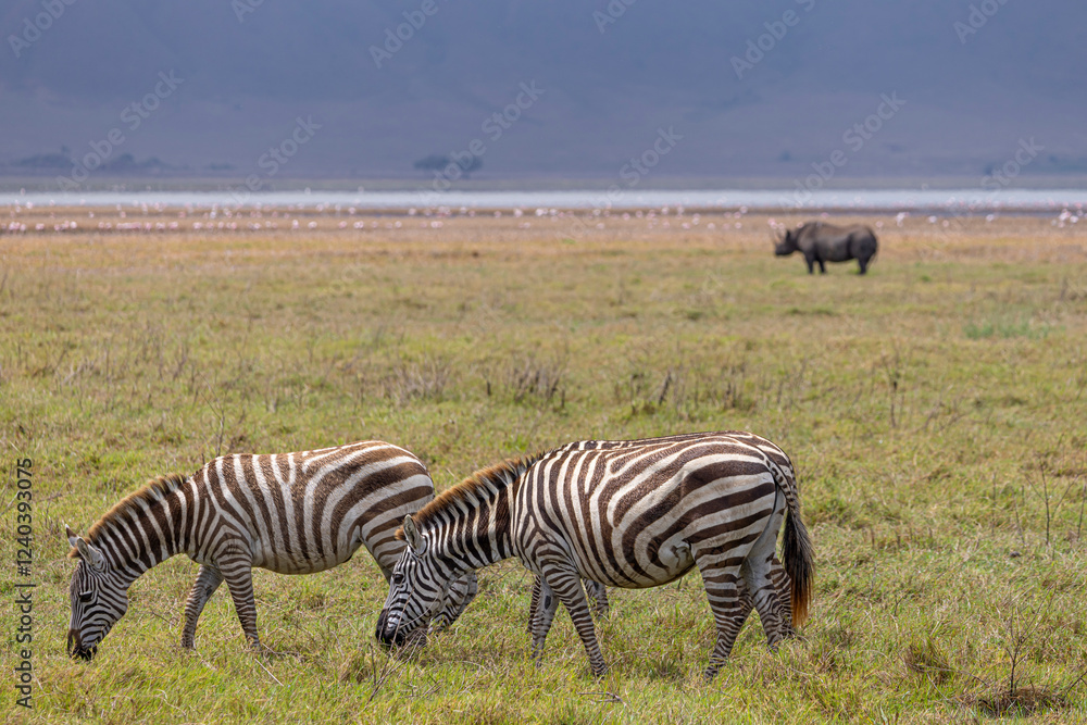 Group of zebra with black rhino in the background in Ngorongoro Conservation Area in Tanzania, East Africa Group of zebra with black rhino in the background in Ngorongoro Conservation Area in Tanzania, East Africa