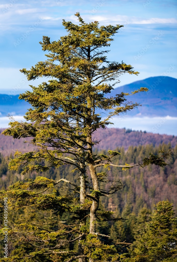 Solitary Pine Tree with Mountain Backdrop Solitary Pine Tree with Mountain Backdrop