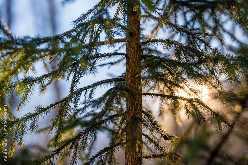 Sunlight through pine branches in a forest. Sunlight through pine branches in a forest.