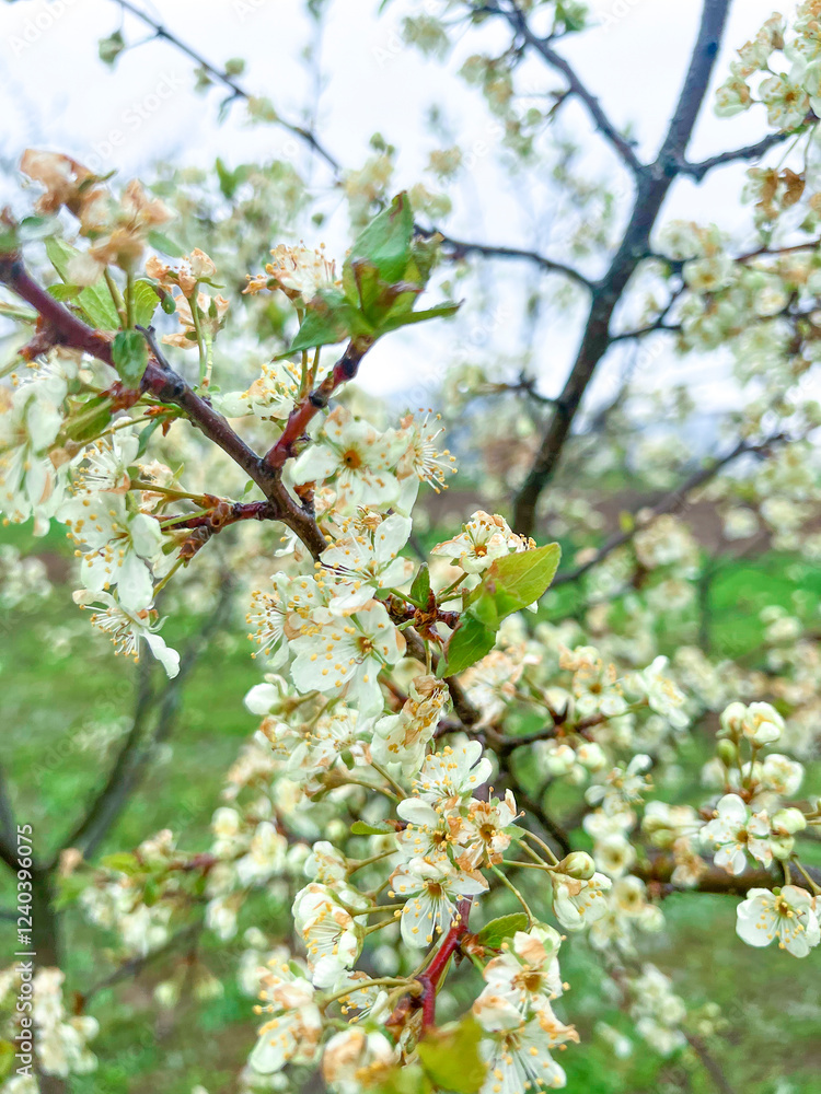 Branches of cherry blossoms in the garden. Spring in the middle zone