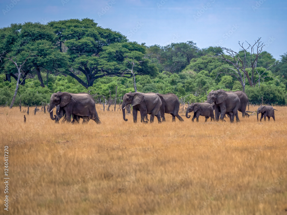 Happy herd of elephants (Loxodonta africana) on their way to the waterhole. Happy herd of elephants (Loxodonta africana) on their way to the waterhole.