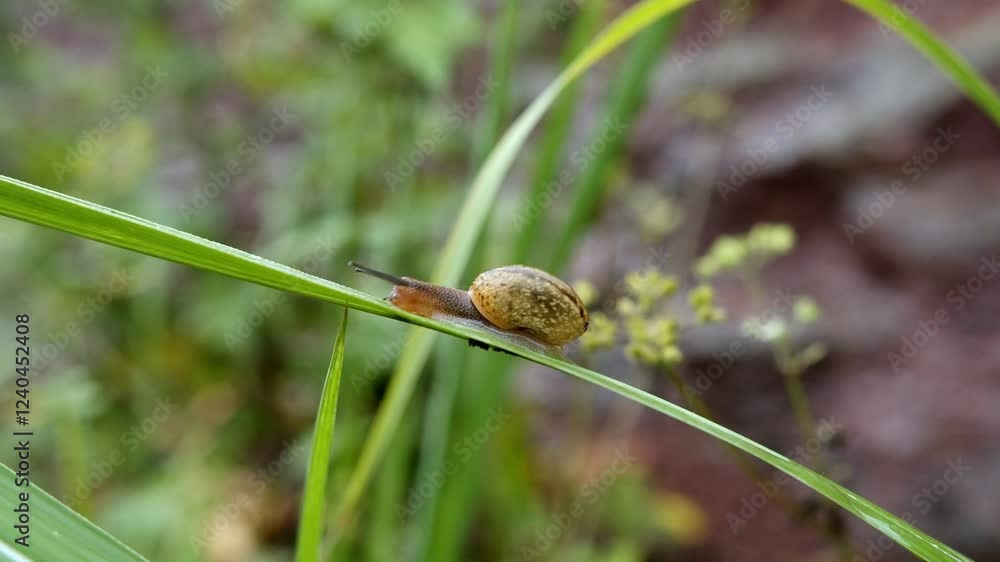 Snail crawling on a green blade of grass in a serene outdoor setting Snail crawling on a green blade of grass in a serene outdoor setting