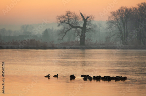 Zimowy, mglisty poranek nad stawem, wschód słońca. photo