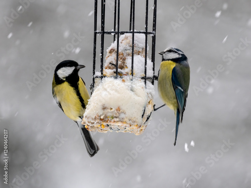 Blaumeise (Cyanistes caeruleu)       Kohlmeise (Parus major) photo