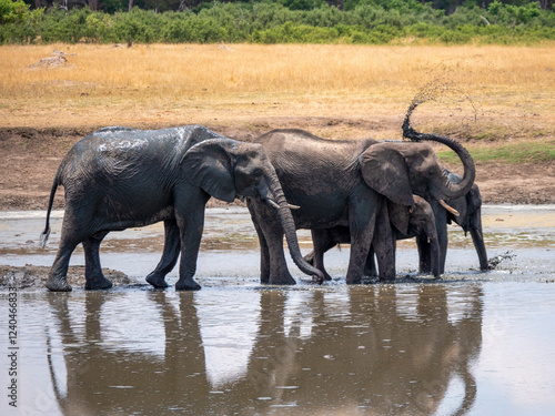 Photography Happy elephants (Loxodonta africana) having a refreshing bath.
