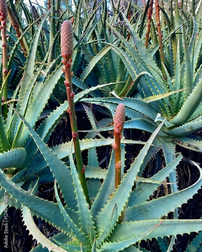 aloe vera plant in garden