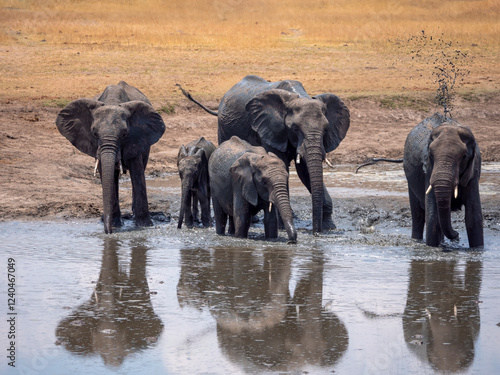 Photography Happy elephants (Loxodonta africana) having a refreshing bath.