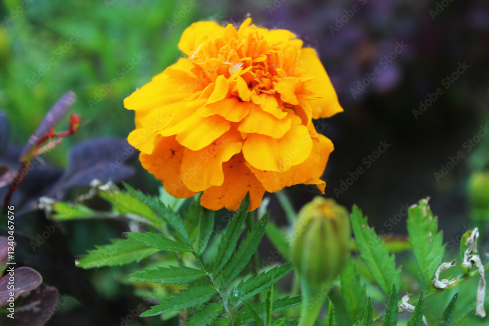 Close-up of a large marigold flower side view. Summer Flowers Close-up of a large marigold flower side view. Summer Flowers
