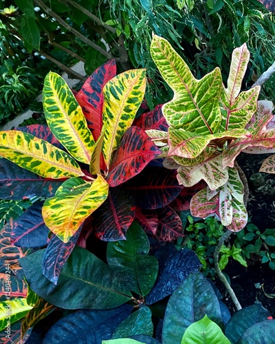 red and green leaves