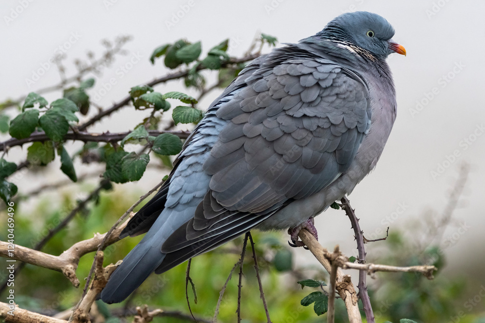 Fototapeta premium Wood pigeon perched on twig against grey sky 