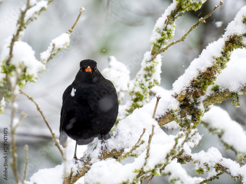 Kernbeißer (Coccothraustes coccothraustes)  Amsel (Turdus merula) photo