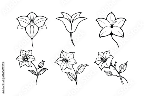 Balloon Flower (Platycodon grandiflorus) line art vector illustration photo