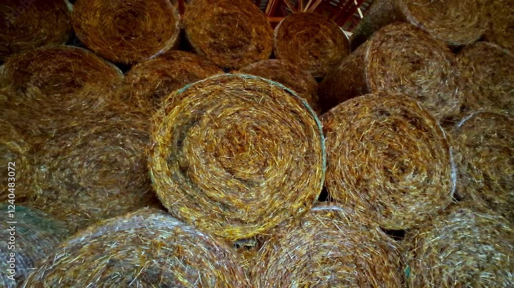 Close-up of rolled straw bales stacked in a barn in Latvia, showcasing a rural farming scene Close-up of rolled straw bales stacked in a barn in Latvia, showcasing a rural farming scene