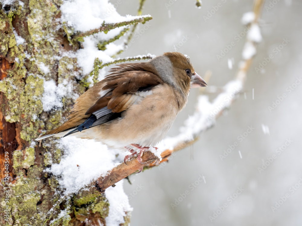 Obraz premium Kernbeißer (Coccothraustes coccothraustes)