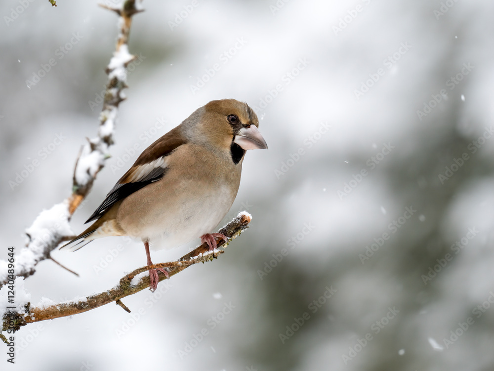 Kernbeißer (Coccothraustes coccothraustes) Kernbeißer (Coccothraustes coccothraustes)