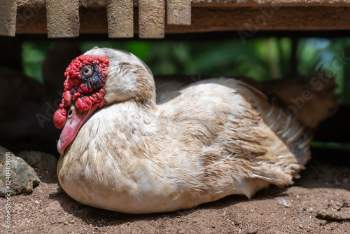 white muscovy duck. Cairina moschata photo