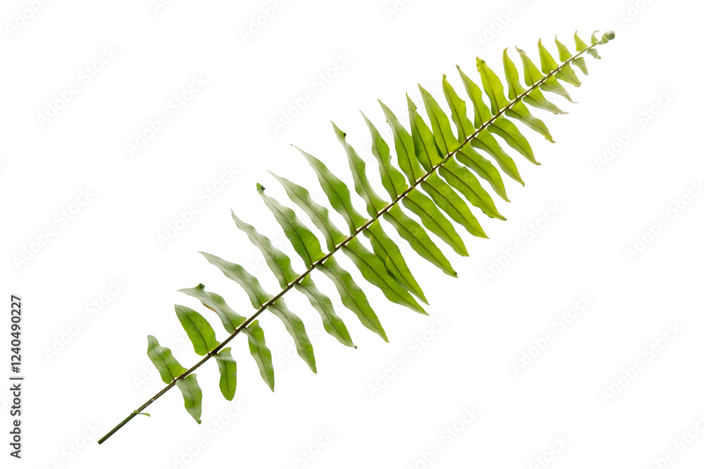 Obraz premium fern leaf isolated on white background. cut out