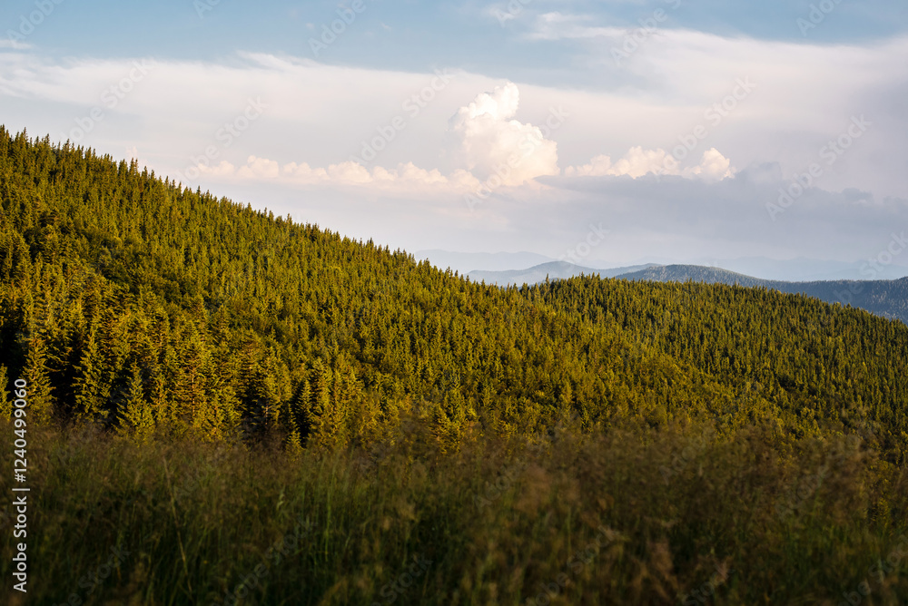 Obraz premium Lush Green Hills and Pine Forests Under Cloudy Sky