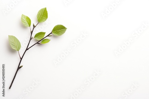 Minimalist green leaves on white background