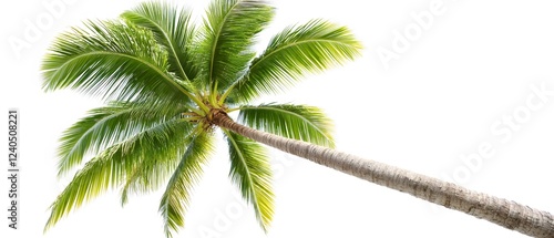 Lush Green Coconut Palm Tree Isolated on White Background