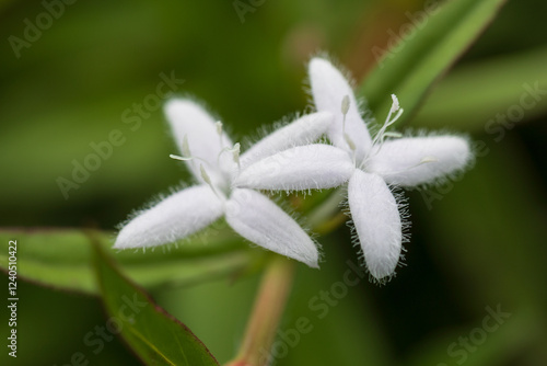 virginia buttonweed