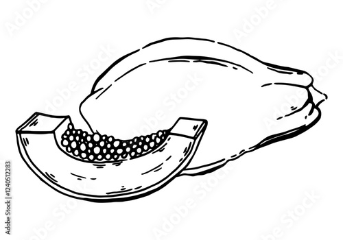 Papaya hand drawn composition. Monochrome sketch with juicy slices and seeds. Outline monochrome drawing of exotic food. Vector illustration