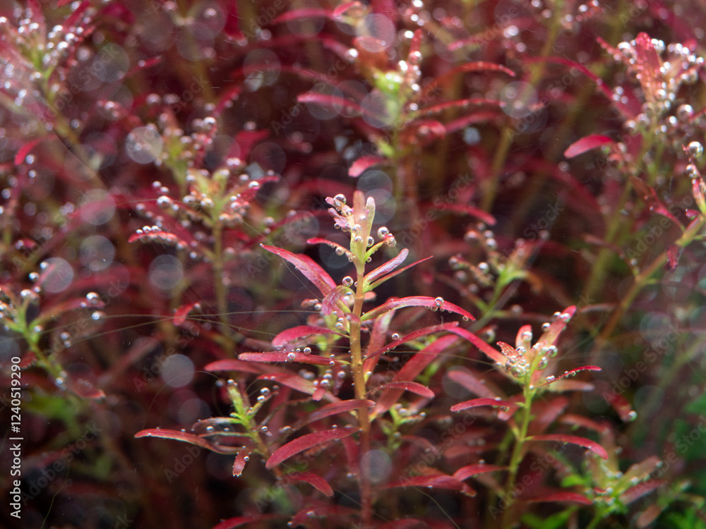 Beautiful aquatic plants for decorating aquariums.