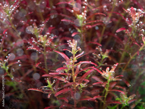 Obraz na płótnie Beautiful aquatic plants for decorating aquariums. w salonie