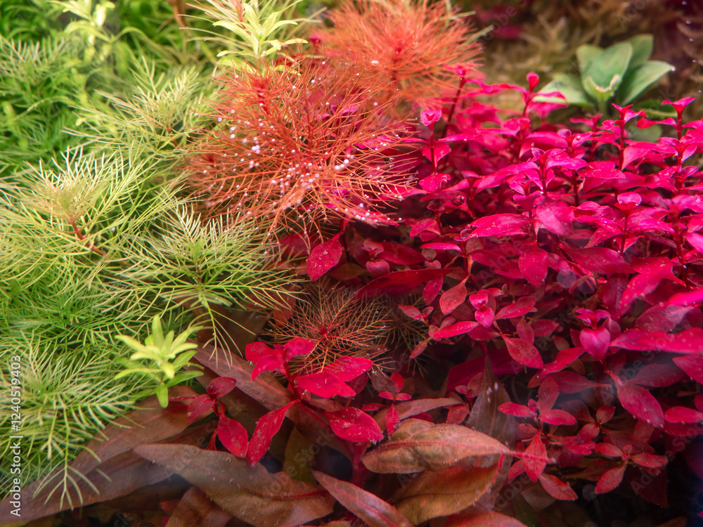 Beautiful aquatic plants for decorating aquariums.