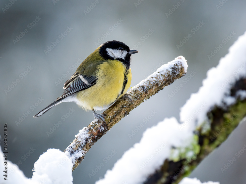 Obraz premium Kohlmeise (Parus major)