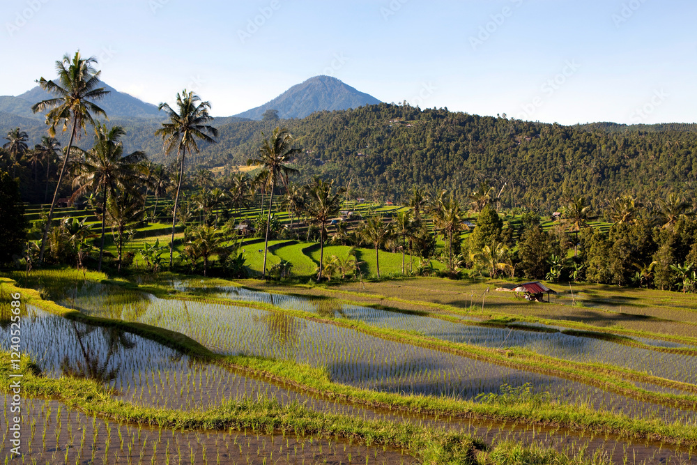 Obraz premium Jatiluwih rice terraces Bali Indonesia Landscape
